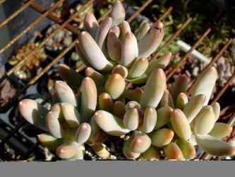 Pachyphytum pachyphtooides 東美人＝パキベリア　パキフィトイデス