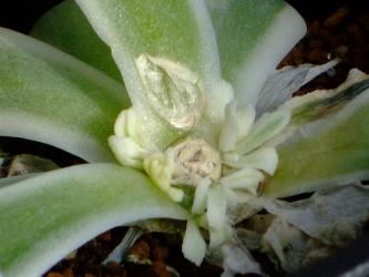 オロスタキス　富士（Orostachys malacophylla v.iwarenge f.variegata）　2011.02.01