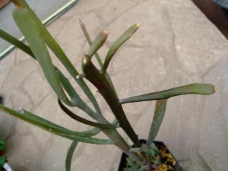 ユーフォルビア属　ヘラサンゴ　硬葉キリン(カタハキリン)Euphorbia xylophylloides
