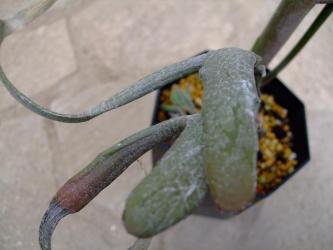ユーフォルビア属　ヘラサンゴ　硬葉キリン(カタハキリン)Euphorbia xylophylloides