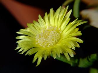ケファロフィルム　コンパクツム（Cephalophyllum compactum ） 黄花