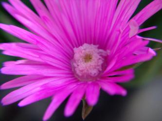 ケファロフィルム　スタイネリ（Cephalophyllum stayneri） 紫ピンク花