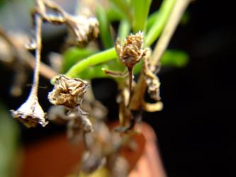 メストクレマ　マクロリズム（塊根性・白花）（Mestoklema macrorhizum）種子