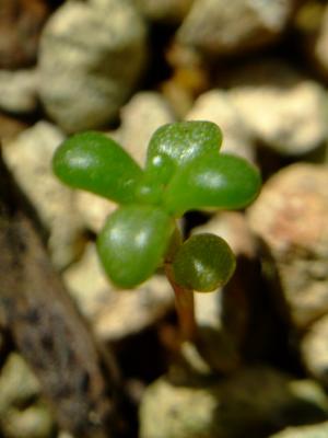 セダム　カウルレア（Sedum　caeruleum）発芽