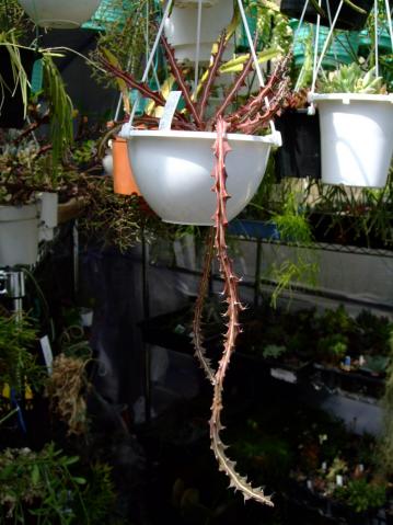 ユーフォルビア　クンチー(Euphorbia knuthii) 巌流島（がんりゅうじま）