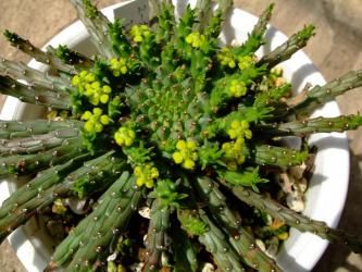ユーフォルビア・フラナガニー（孔雀丸）Euphorbia flanaganii .