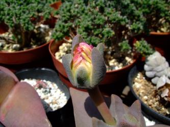 ケイリドプシス 翔鳳(しょうほう)(Cheiridopsis peculiaris) 今にも咲きそうな蕾(2011.04.27.pm0:10)