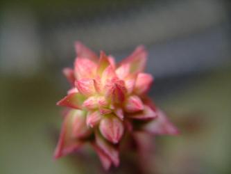 アエオニウム 夕映え/キュオニウム(Aeonium decorum f.variegata)花芽2011.05.10