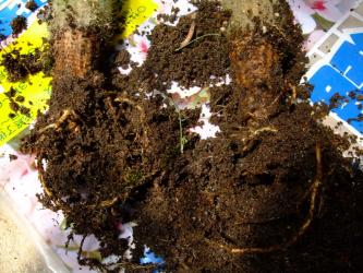 クレイストカクタス 白閃(はくせん）Cleistocactus hyalacanthus 植替え！根の様子。2011.05.21