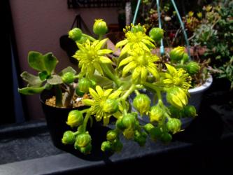 アエオニウム スミッチー（Aeonium smithii ）開花～2011.05.25