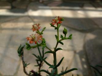 メストクレマ　ツベローサム（Mestoklema tuberosum var. macrorhizum）2011.07.26開花