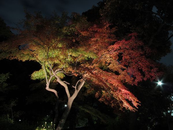 染井門前にあるモミジ。この日はまだ緑色の葉が残っていたが、現在は全体が赤く色づいているものと思われる。