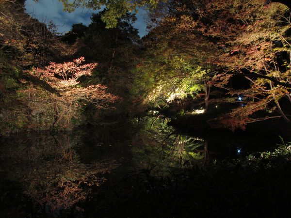 渓流沿いのライトアップ。水面に映る木々が印象的。